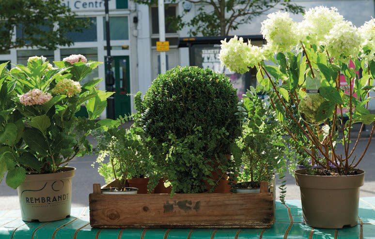 花園景觀