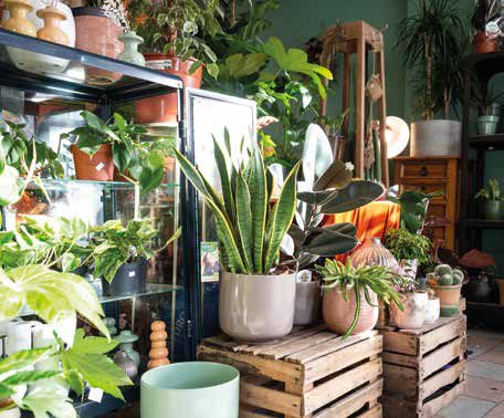Indoor Garden
