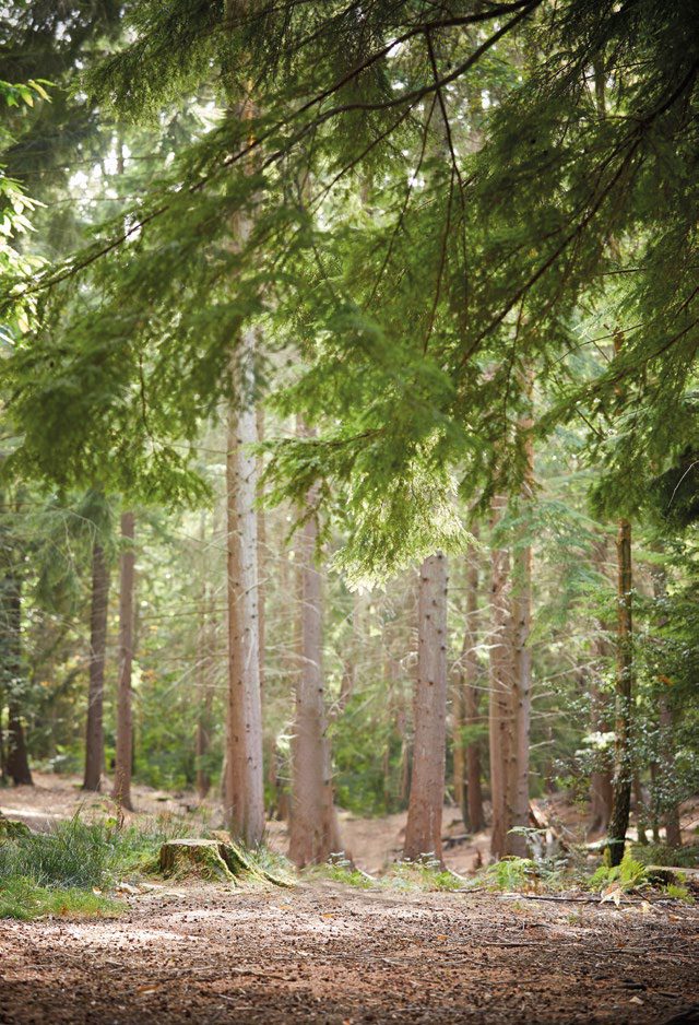 Forest Trail