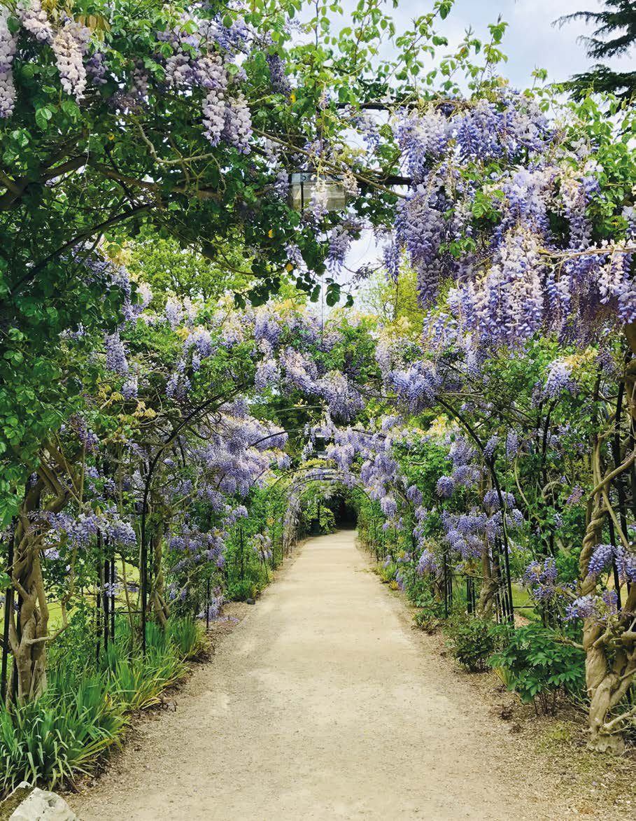 紫藤花園