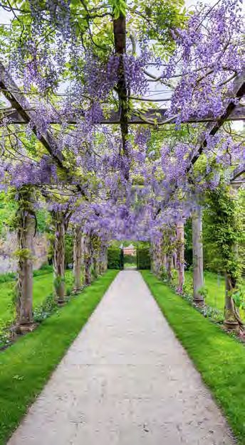 Wisteria Garden