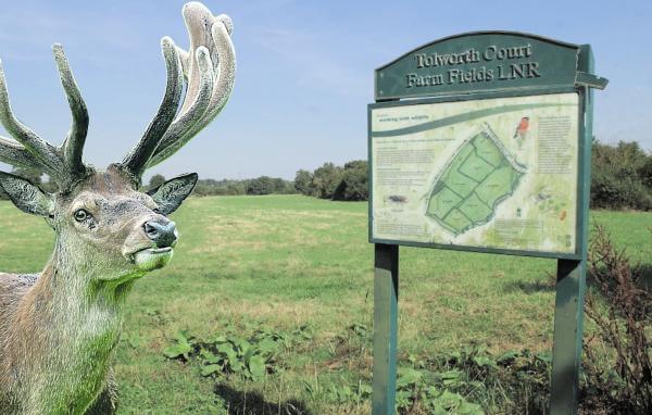 倫敦公園 Tolworth Court Farm Fields